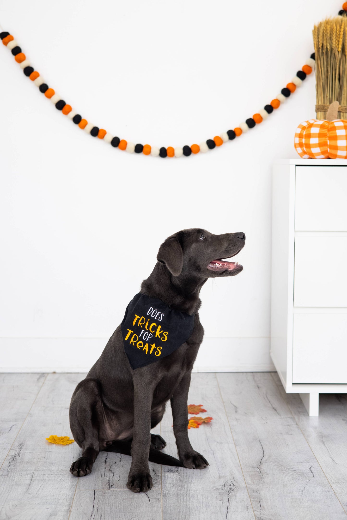 Trick or Treat Dog Halloween Bandana, S/M