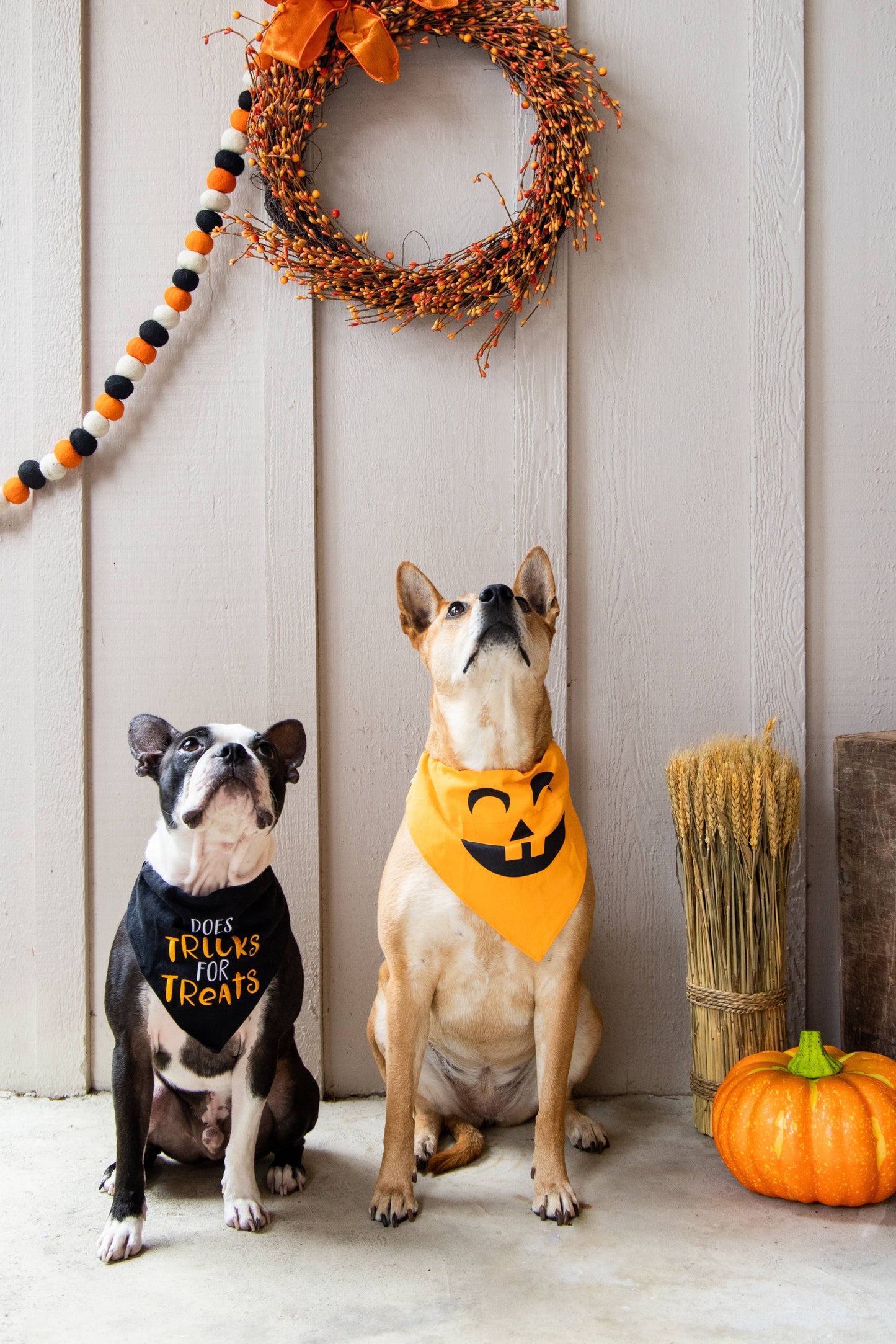 Trick or Treat Dog Halloween Bandana, S/M