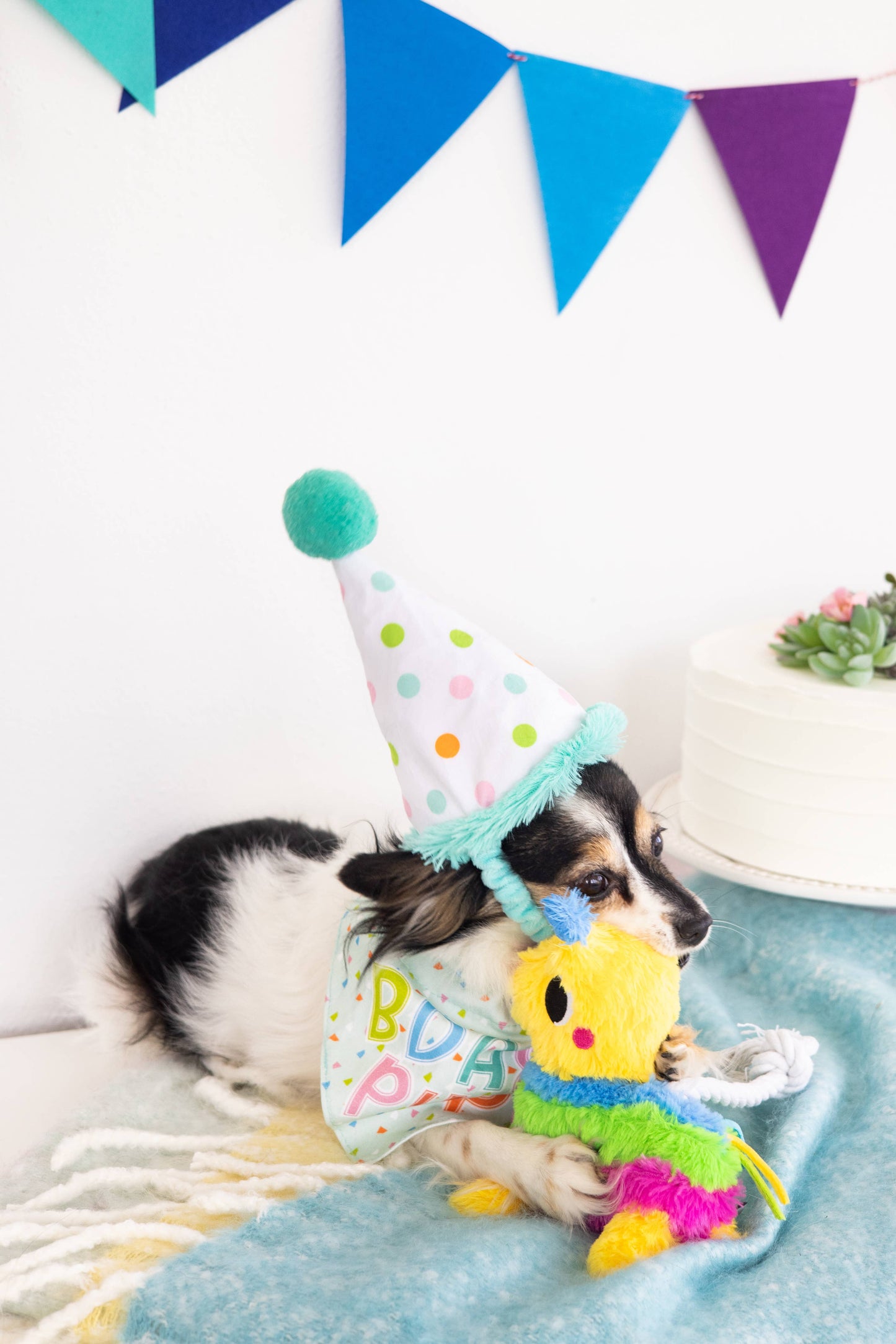 Birthday Pup S/M Bandana Hat Set