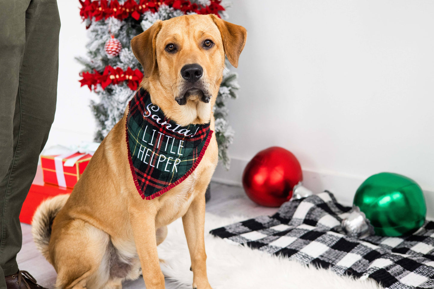 Santa's Little Helper Christmas Dog Bandana, M/L
